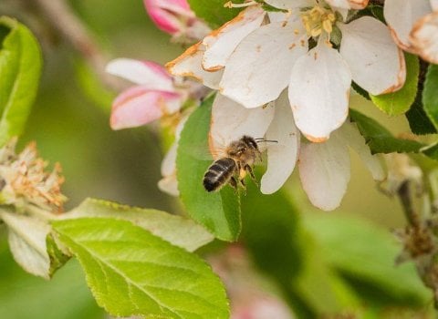 ApisProtect and Inmarsat develop early warning system to save the bees