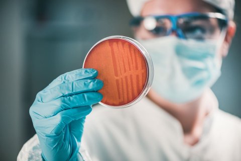 UCD research offers potential for new ways to fight MRSA superbug