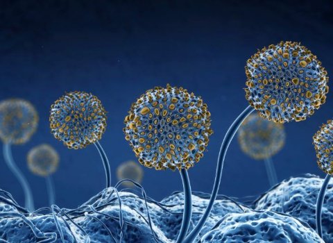 Irish co-led study spores new insight into deadly fungus