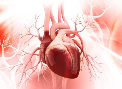 Injectable hydrogel could repair cardiac muscle after heart attacks