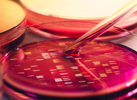 Hello, World! Researchers store message in E coli for future generations