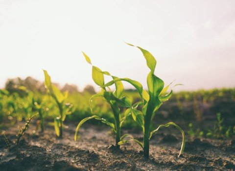 Sustainable crop production project secures €7m in funding