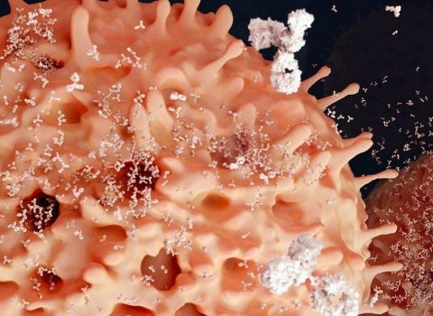 Irish team excited by promising treatment for deadly blood cancer